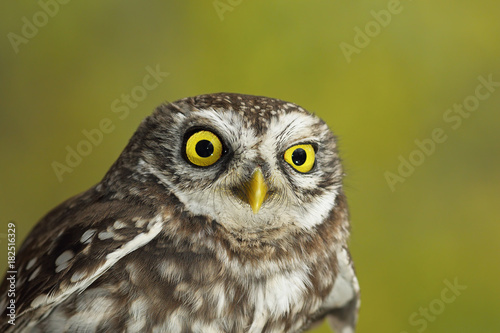 portrait of cute little owl