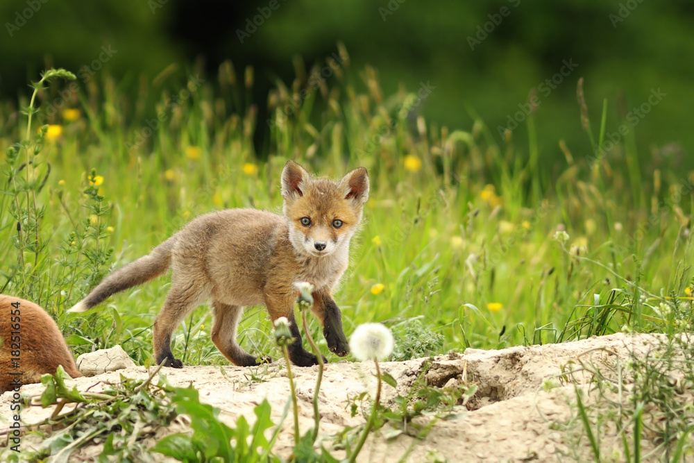 tiny red fox cub