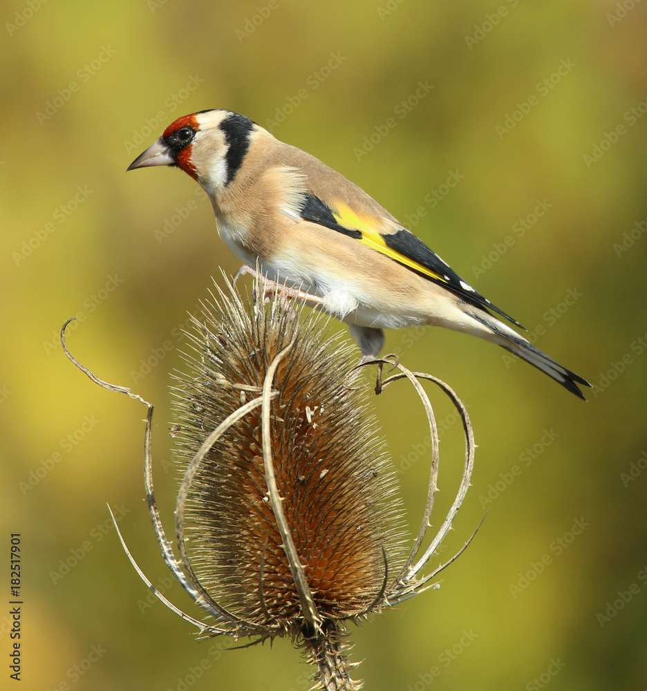 Fototapeta premium Chardonneret élégant!