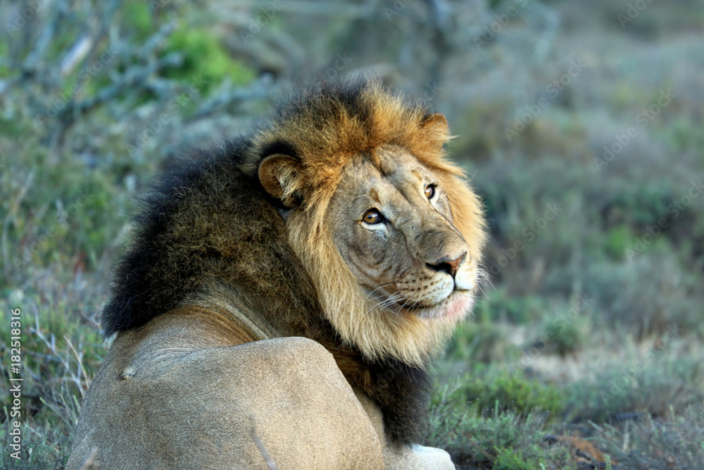 Close up of male lion in the Kruger National Park, South Africa