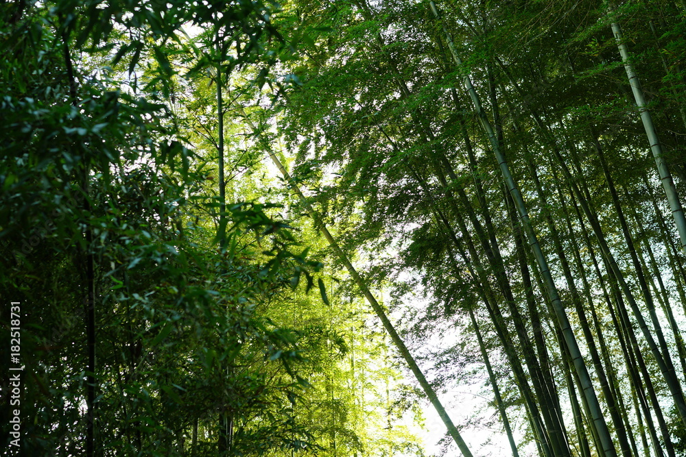 Fototapeta premium お寺の竹林