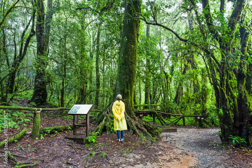 A woman with yellow raincoat interested big tree at Angka nature trail in Doi Inthanon national park, Thailand