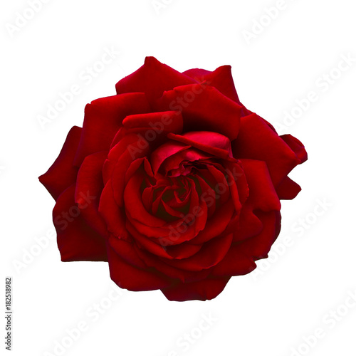 Fototapeta Naklejka Na Ścianę i Meble -  Dark red rose