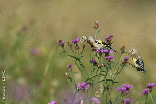 Chardonneret à la recherche de nourriture!