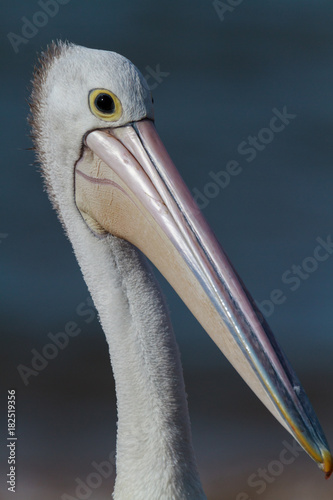 Pelican Close-Up