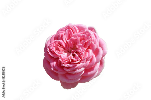 Fototapeta Naklejka Na Ścianę i Meble -  Beautiful pink rose in the wild, isolated on a white background.