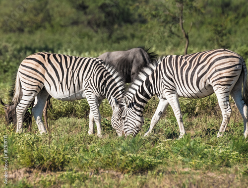 Zebras approach a wterhole  Khama Rhino Sanctuary  Serowe  Botswana