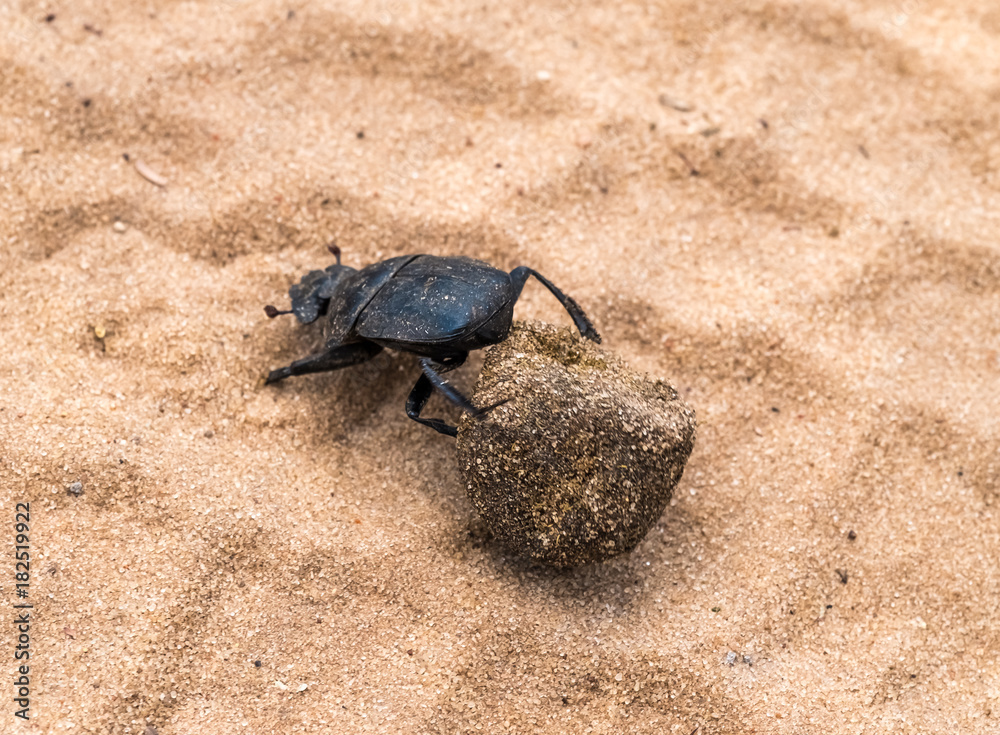 Dung beetle carrying its precious load across large distances, Khama Rhino Sanctuary, Serowe, Botswana Dung beetle carrying its precious load across large distances, Khama Rhino Sanctuary, Serowe, Botswana