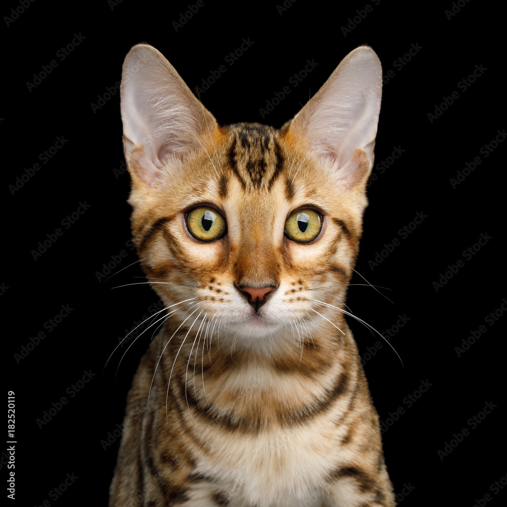 Close up portrait of Bengal Kitten with gold Fur on isolated on Black Background, front view
