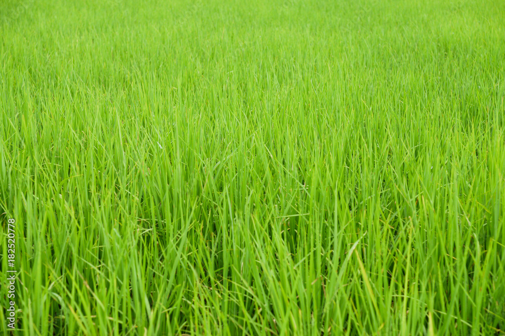 jasmine rice field background.Paddy field with sunrise in thailand