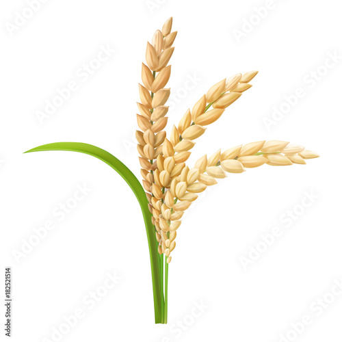 Rice ear realistic vector illustration