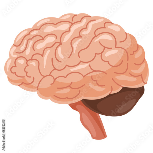 Brain Vector Illustration