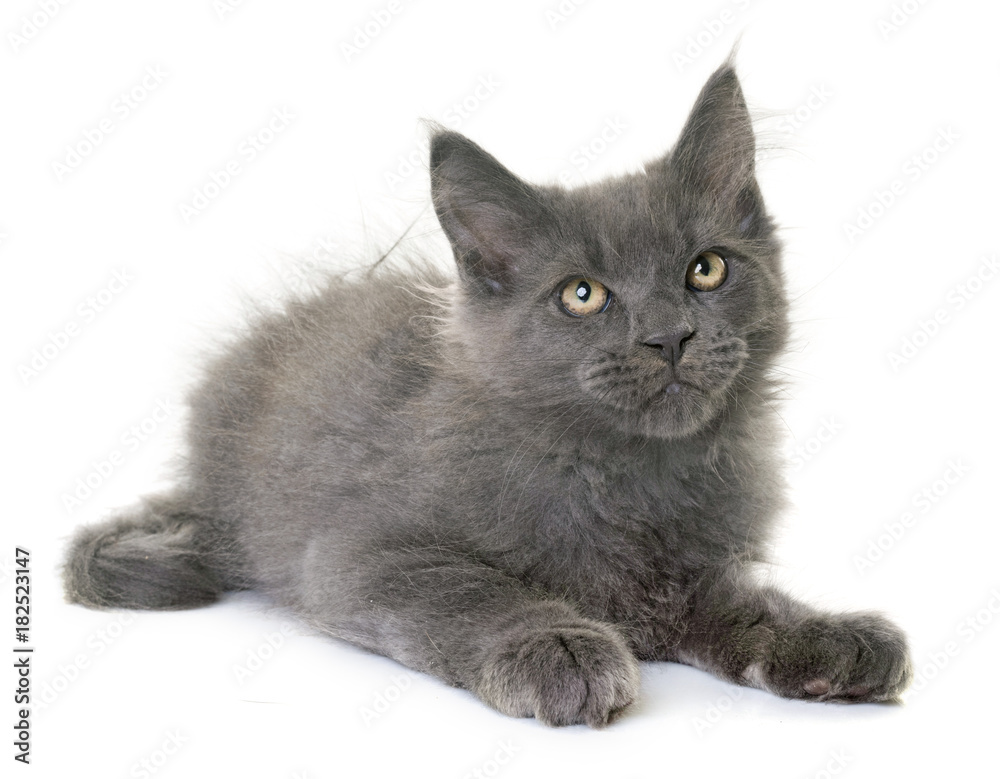 maine coon kitten maine coon kitten