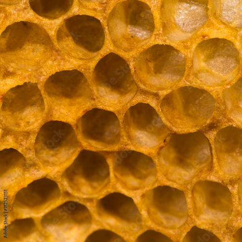 Detail of honey comb showing empty cells. Hexagonal structure within bee hive of European honey bee (Apis mellifera), in the family Apidae