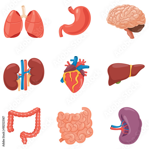 Human Organs Vector Illustration