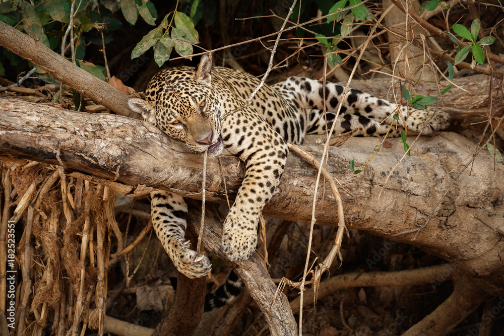 American jaguar female in the nature habitat, panthera onca, wild brasil, brasilian wildlife, pantanal, green jungle, big cats - obrazy, fototapety, plakaty 
