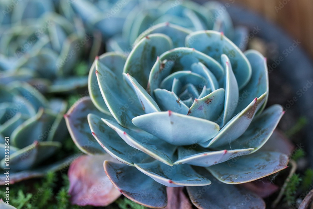 Succulent Succulent