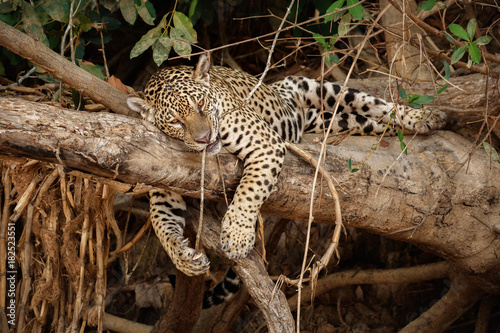 American jaguar female in the nature habitat  panthera onca  wild brasil  brasilian wildlife  pantanal  green jungle  big cats