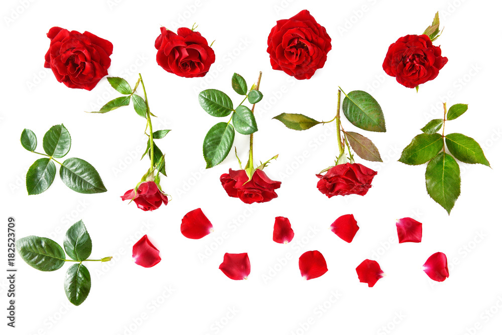 Fototapeta premium Red roses isolated on white background. Flat lay, top view.