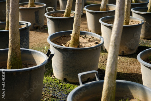 trees in tree nursery garden