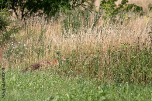 red fox