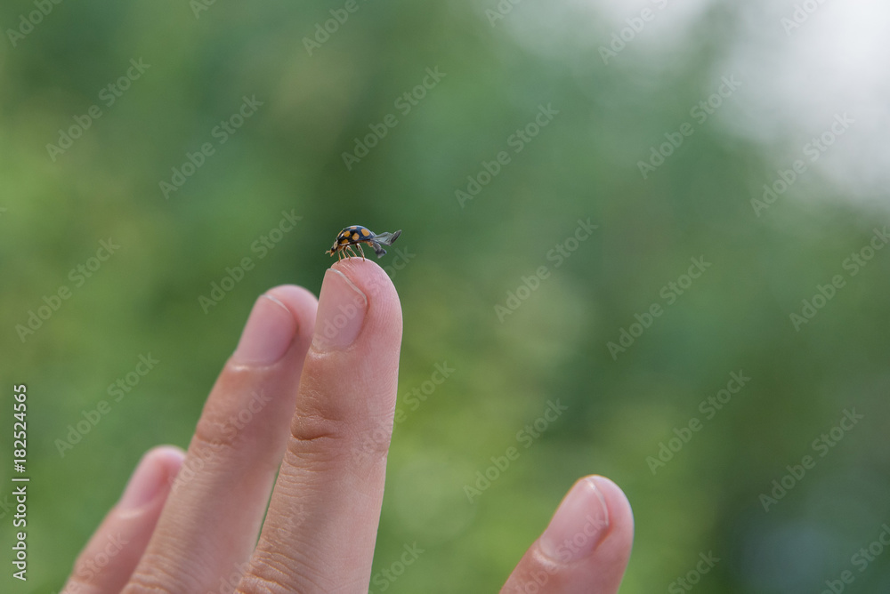 A small insect ladybug spread its wings for a flight on a person's finger in nature