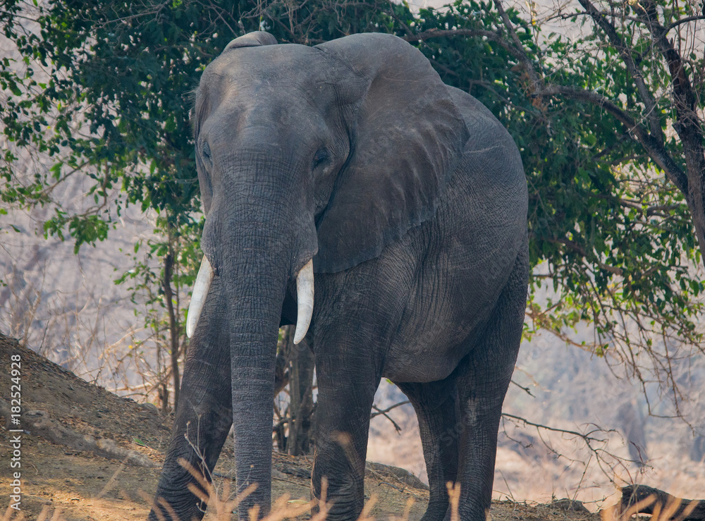 Fototapeta premium Elefanten in der Savanne vom in Simbabwe, Südafrika 