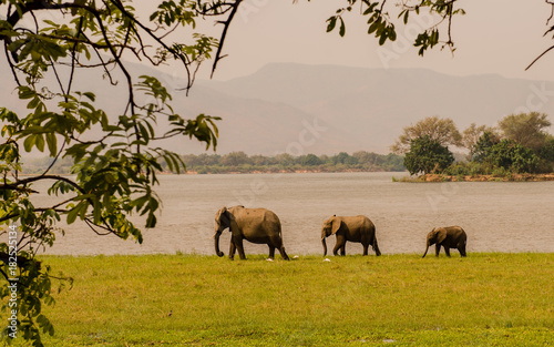 Elefanten in der Savanne vom in Simbabwe, Südafrika © Natascha