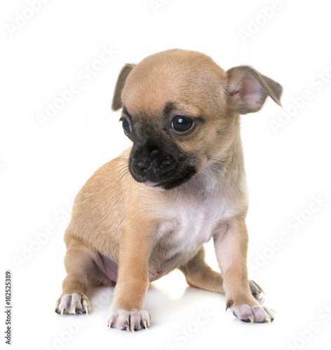 puppy chihuahua in studio