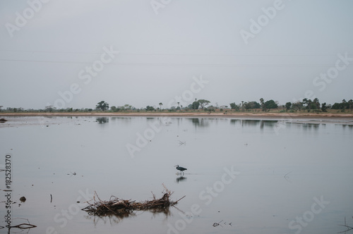 Bird in dirty pond photo