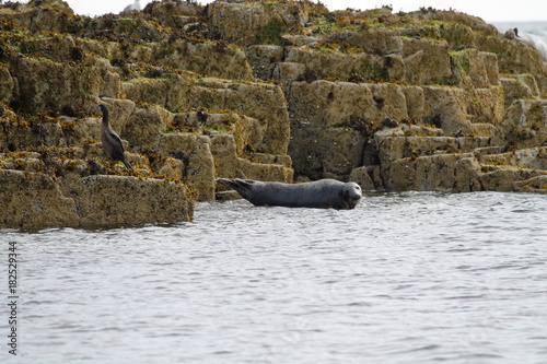 grey seal photo