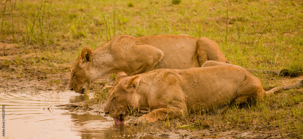 Löwin in der Savanne vom in Simbabwe, Südafrika Löwin in der Savanne vom in Simbabwe, Südafrika
