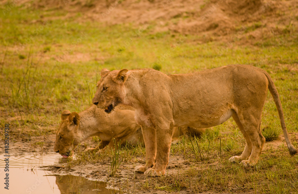 Fototapeta premium Löwin in der Savanne vom in Simbabwe, Südafrika 