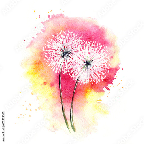 Valentine card -- air dandelions / Watercolor drawing, sketch, two flowers