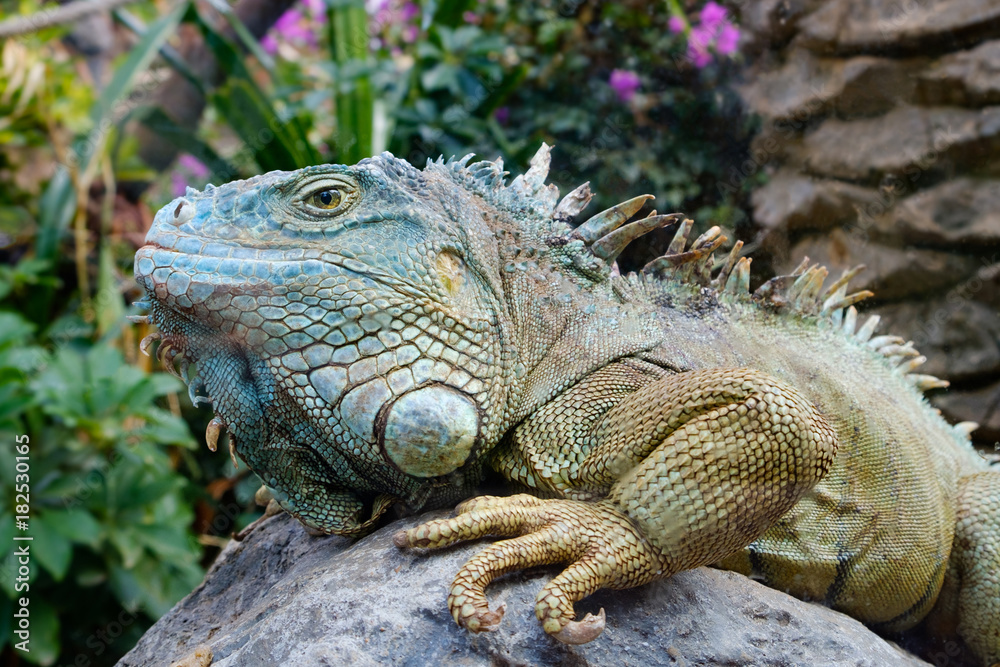 green iguana / American iguana - lizard portrait green iguana / American iguana - lizard portrait