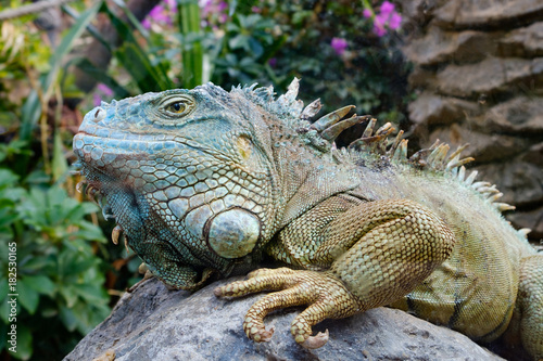 green iguana   American iguana -  lizard portrait