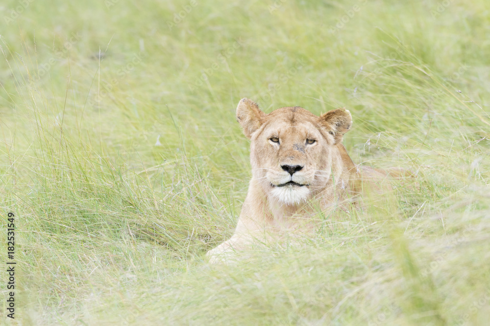 Lioness (Panthera leo) lying down on savannah, looking at camera, Masai Mara, Kenya Lioness (Panthera leo) lying down on savannah, looking at camera, Masai Mara, Kenya