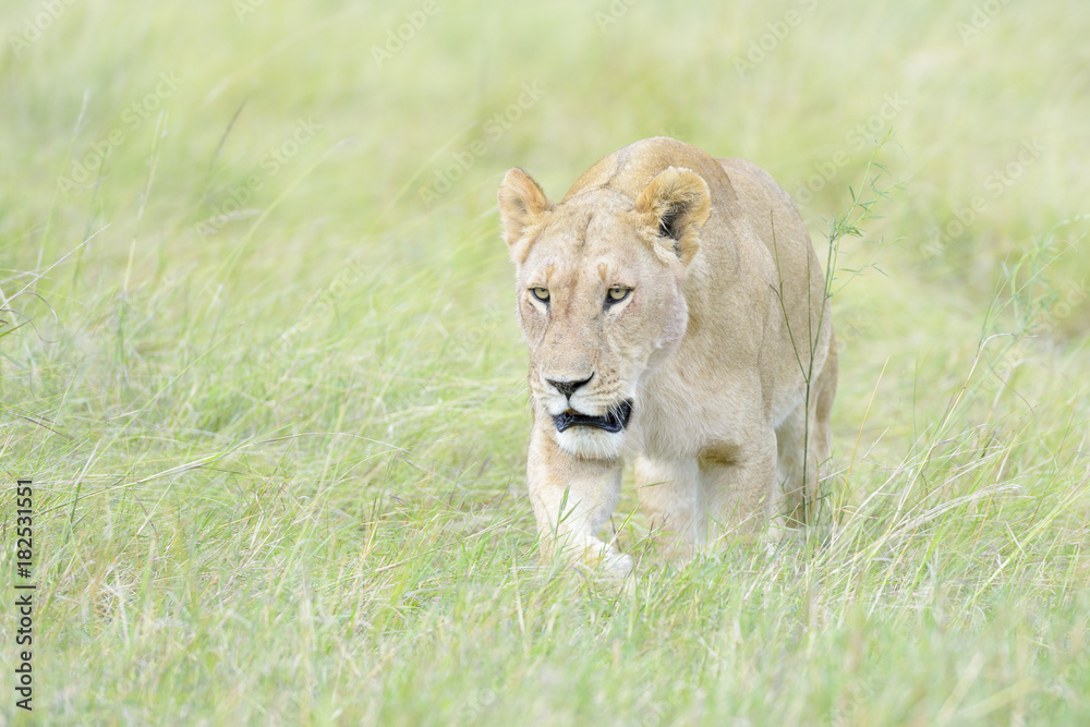 Lioness (Panthera leo) walking in savannah, Masai Mara, Kenya Lioness (Panthera leo) walking in savannah, Masai Mara, Kenya