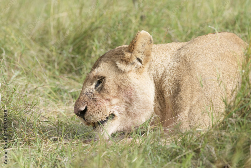 Lioness (Panthera leo) lying down on savannah, Masai Mara, Kenya Lioness (Panthera leo) lying down on savannah, Masai Mara, Kenya