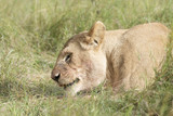 Lioness (Panthera leo) lying down on savannah, Masai Mara, Kenya
