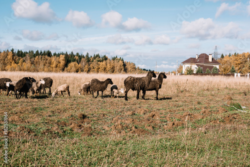 Adorable fluffy flock of sheep in the autumn field, sunny day