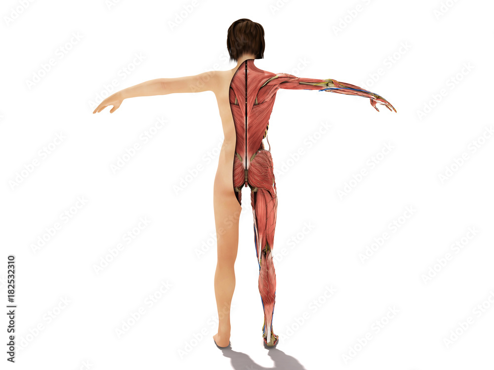 A female body anatomy for books in layers 3d ilustration on white A female body anatomy for books in layers 3d ilustration on white