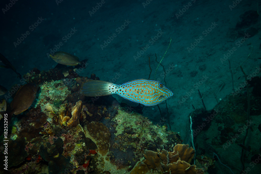 Obraz premium Fish on a reef