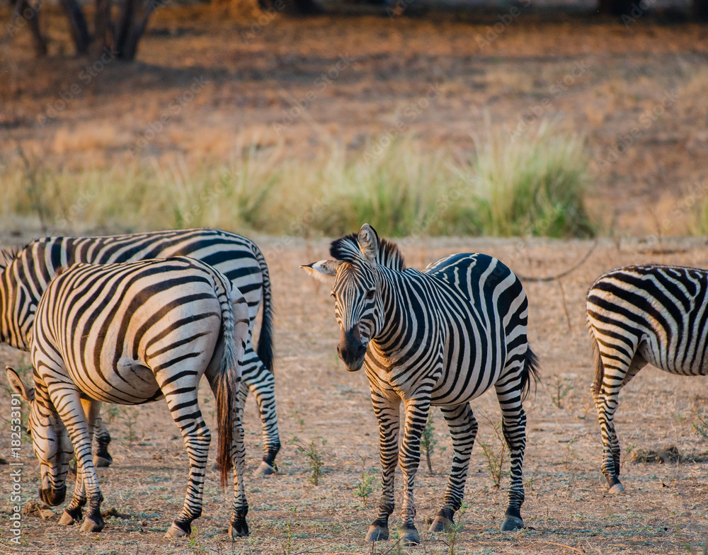 Obraz premium Zebras in der Savanne vom in Simbabwe, Südafrika