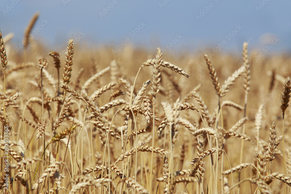 Fototapeta premium Ripe ears of wheat