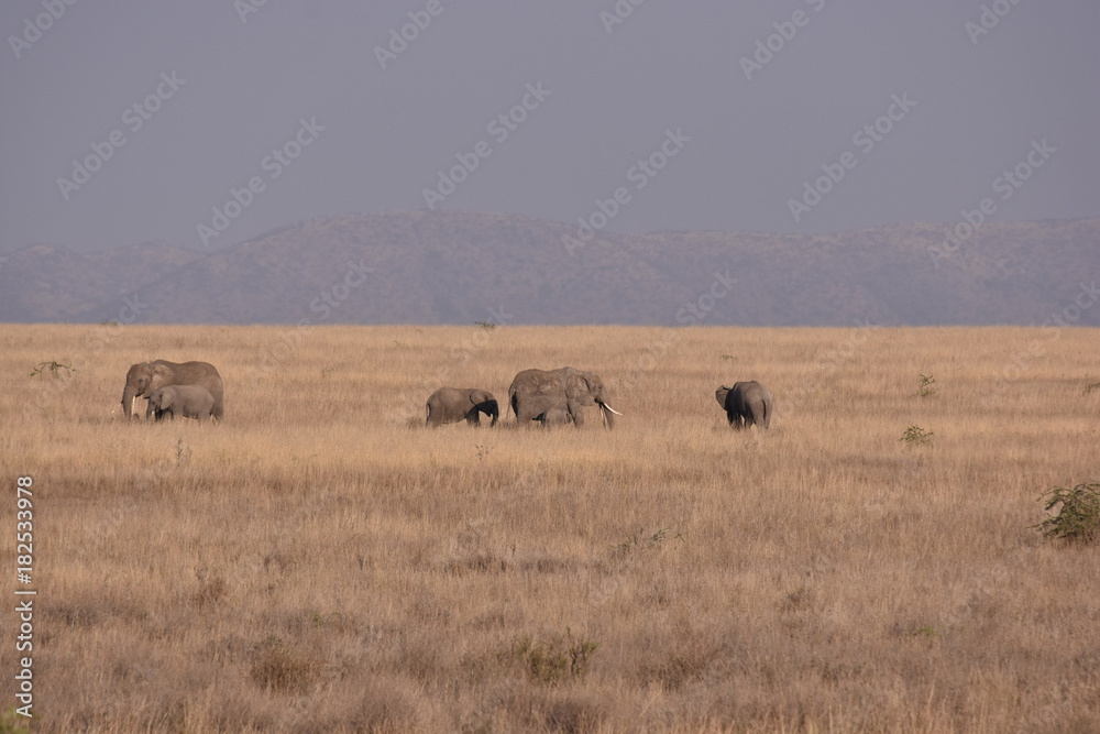 Elefanten in Afrika