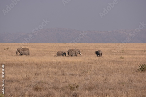 Elefanten in Afrika