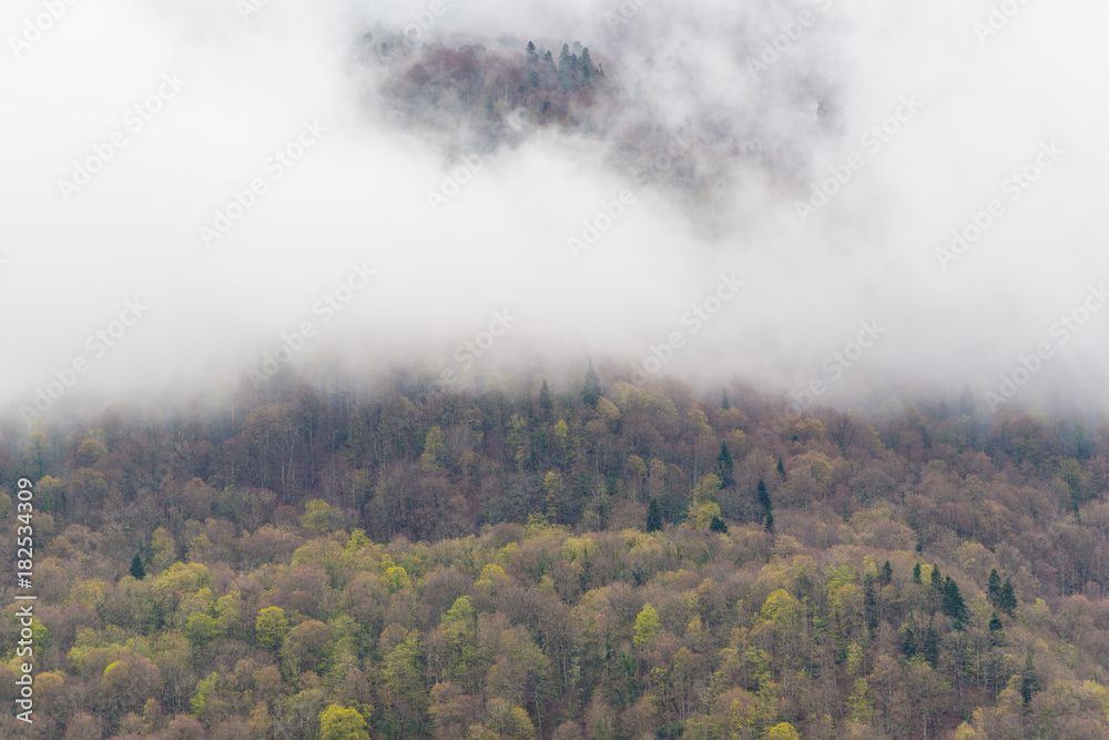 Fog over mountain forest