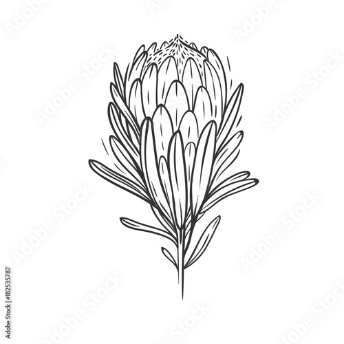 protea flower isolated on white