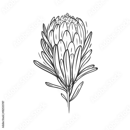 Fototapeta Naklejka Na Ścianę i Meble -  protea flower isolated on white